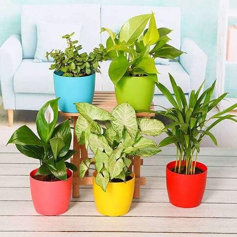 Combo Plants Pack For Healthy Home / Office